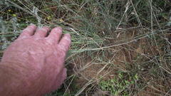 Melinis repens repens