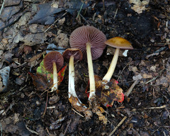 Mycena rutilantiformis
