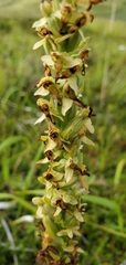 Platanthera convallariifolia
