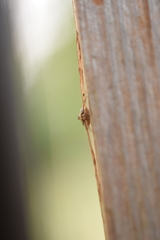 Dicranopalpus ramosus