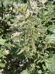 Amaranthus watsonii