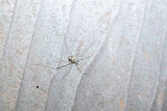 Dicranopalpus ramosus