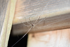 Dicranopalpus ramosus