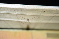 Dicranopalpus ramosus