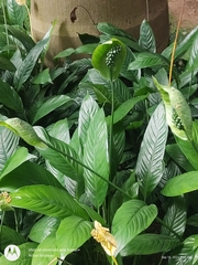 Spathiphyllum kochii