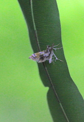 Musotima suffusalis