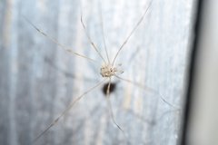 Dicranopalpus ramosus