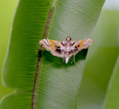 Musotima suffusalis