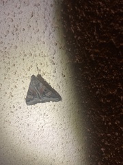 Melipotis perpendicularis