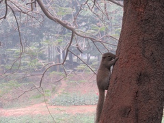 Callosciurus pygerythrus