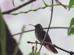 Lampornis amethystinus