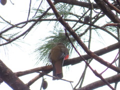 Trogon mexicanus
