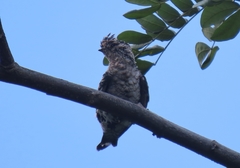 Hemiprocne longipennis