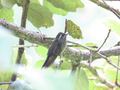 Lampornis amethystinus