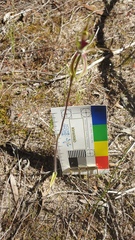 Caladenia stricta