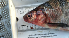 Coregonus clupeaformis