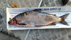 Coregonus clupeaformis