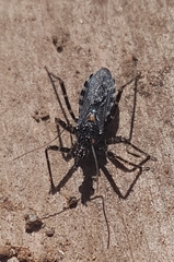 Trachylestes turneri