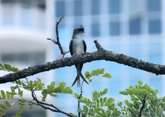 Hemiprocne longipennis