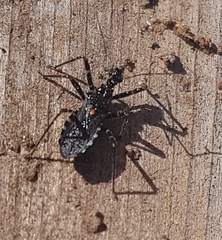 Trachylestes turneri