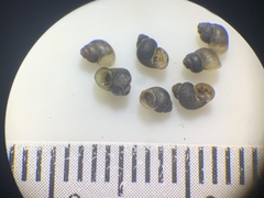 Pyrgulopsis gibba
