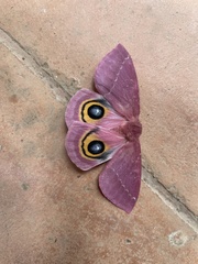 Automeris hebe