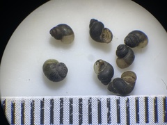 Pyrgulopsis gibba