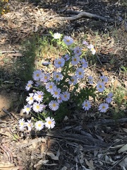 Olearia rudis