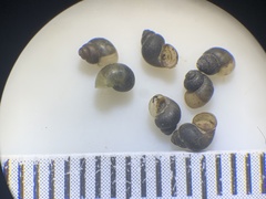 Pyrgulopsis gibba