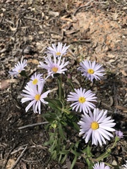 Olearia rudis