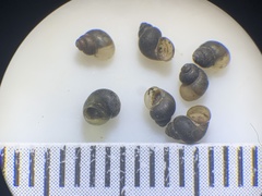 Pyrgulopsis gibba