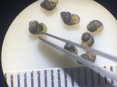 Fluminicola turbiniformis