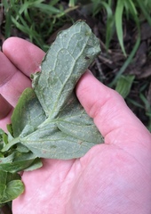 Miyagia pseudosphaeria