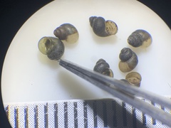 Fluminicola turbiniformis