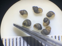 Fluminicola turbiniformis