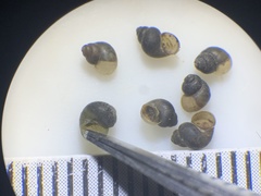 Fluminicola turbiniformis