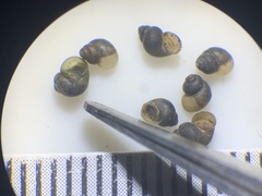 Fluminicola turbiniformis