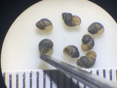 Fluminicola turbiniformis