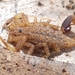 Marbled Scorpion - Photo (c) A O'Brien, some rights reserved (CC BY-NC), uploaded by A O'Brien