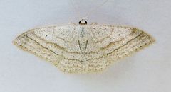 Scopula ancellata