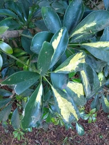 Heptapleurum arboricola