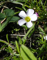 Oxalis pusilla