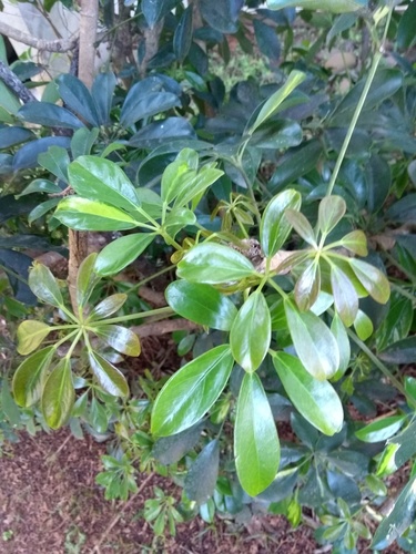 Heptapleurum arboricola