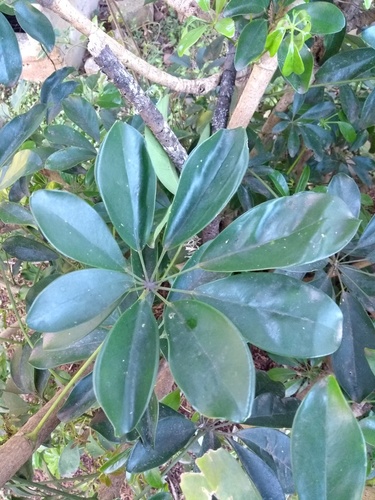 Heptapleurum arboricola
