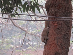 Callosciurus pygerythrus