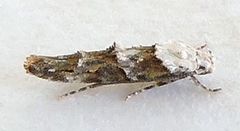 Mompha murtfeldtella