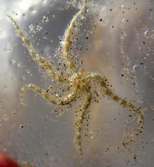 Ophiocnemis marmorata