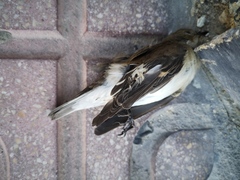 Ficedula hypoleuca