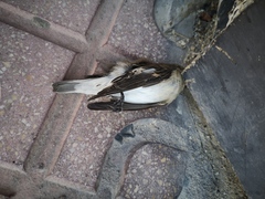 Ficedula hypoleuca