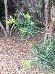 Melaleuca alternifolia